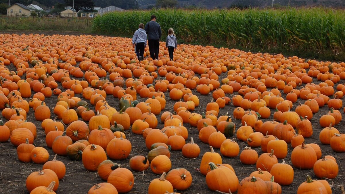 Nonprofit Pumpkin Patch