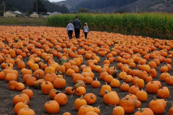 Robert Kurzban pumpkin patch